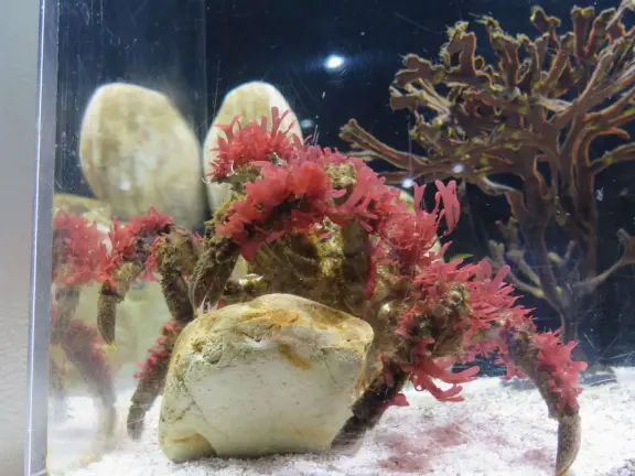 Colorful pirate playground by the sea, with lovely clean sand below the structure, right next door to the small but fun Central Coast Aquarium.
