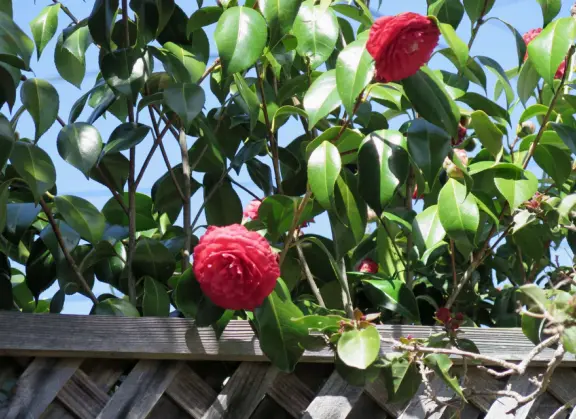 A tiny stretch of boardwalk in a beautiful setting on the estuary, with a coffee shop with a sunny patio facing the water, and cute cafes where you can relax.