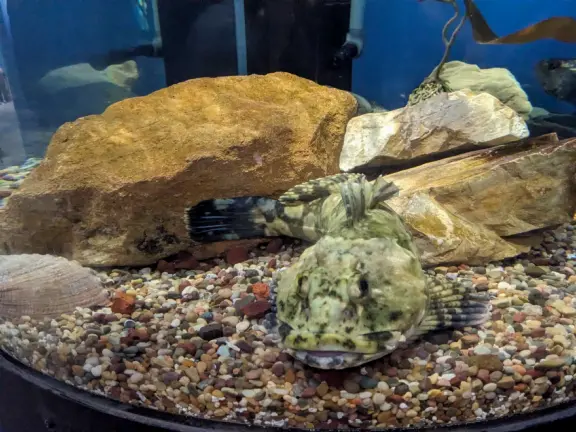 Colorful pirate playground by the sea, with lovely clean sand below the structure, right next door to the small but fun Central Coast Aquarium.