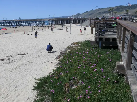 Gorgeous spot with wide pier, surfers carving the waves, whale playground, wide open attractive plaza, Pismo Beach selfie sign, and wooden promenade with views of the hills and sea.