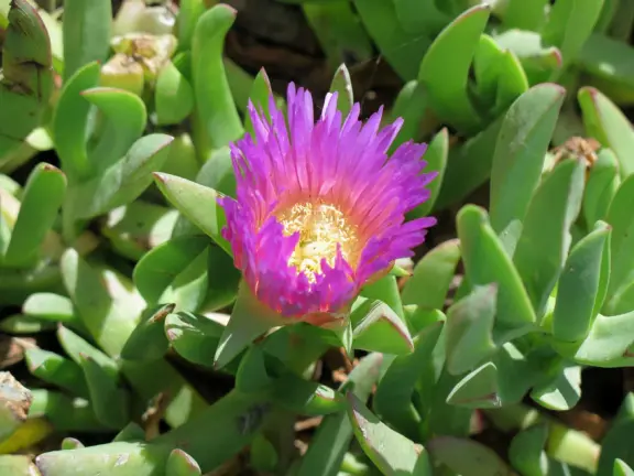 Wonderful wooden boardwalk over the dunes, with gorgeous views of the sea! Plus eucalyptus forest. You can walk 1.7 miles in total!