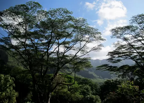 Jungle, only a few minutes from Honolulu!