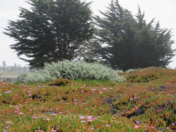 Wonderful wooden boardwalk over the dunes, with gorgeous views of the sea! Plus eucalyptus forest. You can walk 1.7 miles in total!