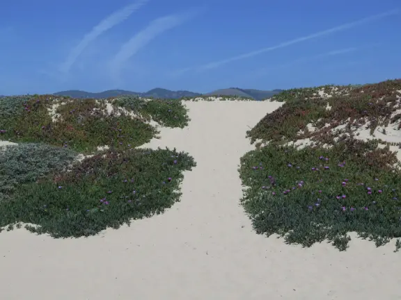 Wonderful wooden boardwalk over the dunes, with gorgeous views of the sea! Plus eucalyptus forest. You can walk 1.7 miles in total!