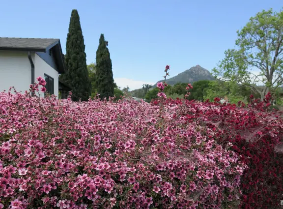 Narrow tree-lined streets in the Anholm District with historic houses and views of Madonna Mountain and Bishop Peak, and a sweet deli.