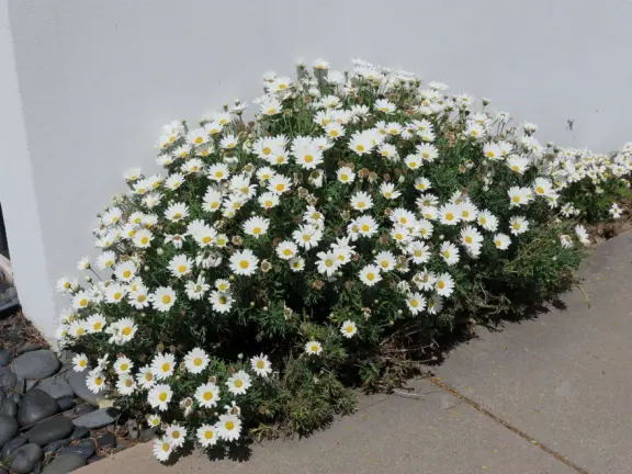 Narrow tree-lined streets in the Anholm District with historic houses and views of Madonna Mountain and Bishop Peak, and a sweet deli.