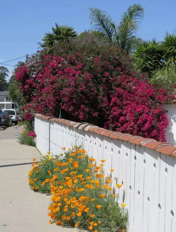 Narrow tree-lined streets in the Anholm District with historic houses and views of Madonna Mountain and Bishop Peak, and a sweet deli.