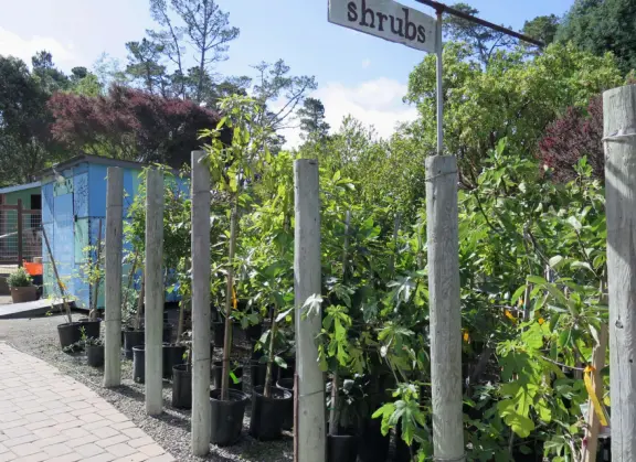Shrubs for sale. 
