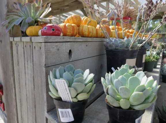 Garden in a sunny, sheltered spot, with cottage with turret under redwood trees, Buddhist gazebo, goats, and flowers galore! Seasonal pumpkins and Christmas market!