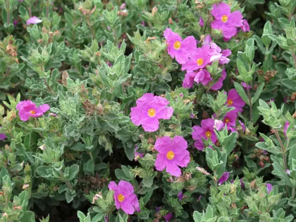 Nice little main street, with cafes, pretty storefronts, park, swinging bridge over a creek with tropical vegetation, and neighborhood with white picket fences and gardens.