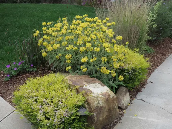 Walking paths, plus pretty park with picnic spot on hill under trees, popular pickleball courts, playground, mountain views, field for dogs, tennis courts, and basketball court.