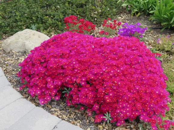 Walking paths, plus pretty park with picnic spot on hill under trees, popular pickleball courts, playground, mountain views, field for dogs, tennis courts, and basketball court.