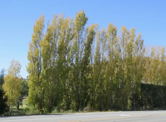 Colorful, pretty main street and boardwalk, with great cafes, lovely ship playground, and mesmerizing yellow cliffs.