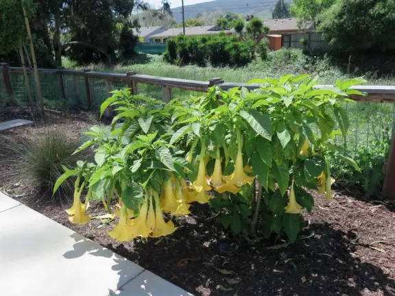 Lovely path beside a eucalyptus forest, on both sides of the creek, with workout stations, in a residential neighborhood. You can walk two miles total. Also called San Luis Ranch.