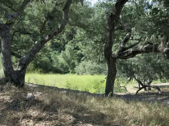 Mostly shady hike with twisty oak trees and spring flowers, and sweeping views of the town!