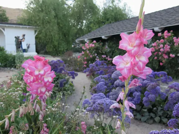 Walk the secret garden, plus admire the ranunculus flowers at the Madonna Inn entrance door in springtime, or swing, line, and ballroom dance on the fancy dance floor to live music most nights!