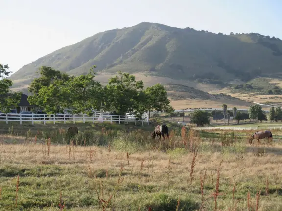 Walk the secret garden, plus admire the ranunculus flowers at the Madonna Inn entrance door in springtime, or swing, line, and ballroom dance on the fancy dance floor to live music most nights!