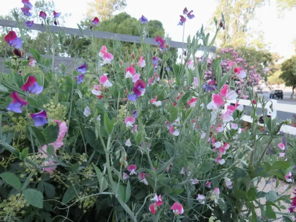 Walk the secret garden, plus admire the ranunculus flowers at the Madonna Inn entrance door in springtime, or swing, line, and ballroom dance on the fancy dance floor to live music most nights!