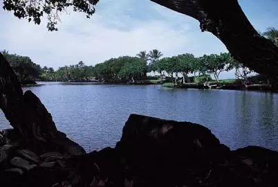 Luxurious resort with dolphins in a lagoon.
