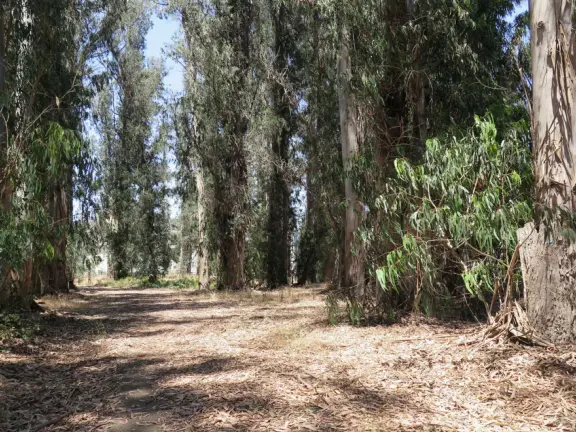Lovely path beside a eucalyptus forest, on both sides of the creek, with workout stations, in a residential neighborhood. You can walk two miles total. Also called San Luis Ranch.