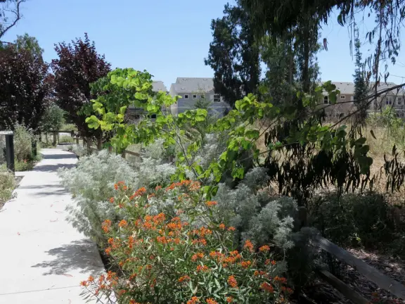 Lovely path beside a eucalyptus forest, on both sides of the creek, with workout stations, in a residential neighborhood. You can walk two miles total. Also called San Luis Ranch.