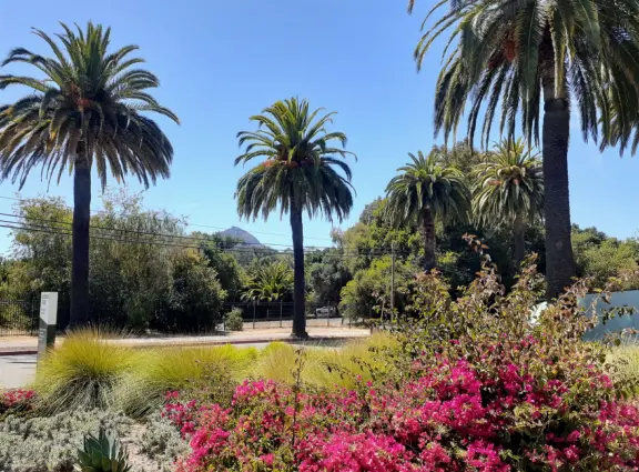 Hilly streets with 1940s houses, views of mountain peaks, canary palms along California Blvd, and O'Neill Green with its koi pond, amazing trees, greenest grass, and cactus garden.
