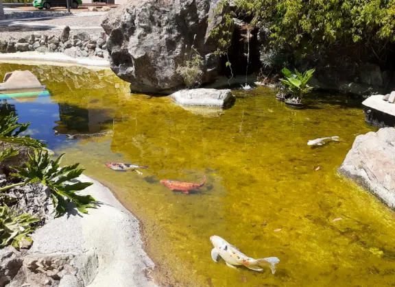 Hilly streets with 1940s houses, views of mountain peaks, canary palms along California Blvd, and O'Neill Green with its koi pond, amazing trees, greenest grass, and cactus garden.