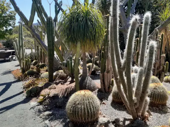 Hilly streets with 1940s houses, views of mountain peaks, canary palms along California Blvd, and O'Neill Green with its koi pond, amazing trees, greenest grass, and cactus garden.