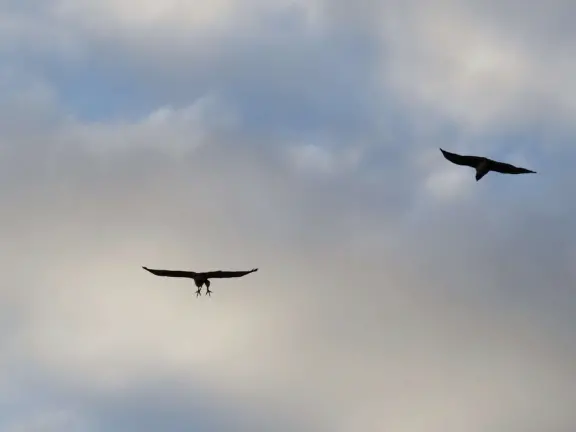 A walk up a steep, gravelly hill, to a short loop walk with 360 degree views of SLO town.