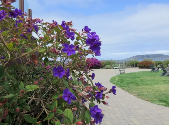 Walkway on the cliffs, in front of the resorts, that's bliss at sunset and in springtime when there are flowers galore. Take stairs down to a sheltered cove with tide pools.