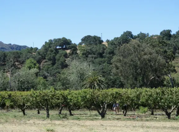 Pick pixie mandarins, blood oranges, peaches, blueberries, strawberries...depending on the season! With a glorious backdrop of Bishop's Peak, and friendly students.