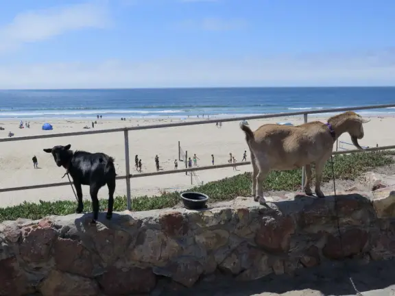 Stairs surrounded by purple and yellow ice plant, leading down to Pismo Beach. Volleyball, long walks, caves, pier and boardwalk.