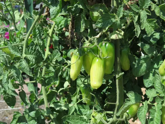 A lush park with rolling hills to run on, one-mile loop walking path, and basketball and sand volleyball courts. Currently has a crime problem.
