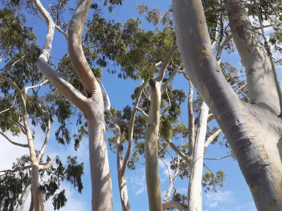 A main street of late 19th century storefronts, popular cafes, and a hip college scene. Recently, suffering an epidemic of homelessness relating to mental health problems.