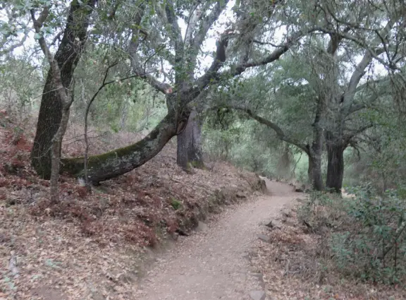 Shady 1.5 mile loop trail that winds gradually up a hill, with good views to the next hill, and awesome spooky oak forest with lichen, Spanish moss (actually lace lichen), and yellow grasses.