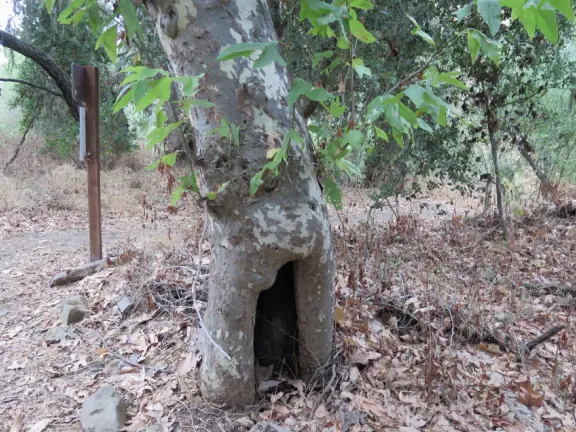 Shady 1.5 mile loop trail that winds gradually up a hill, with good views to the next hill, and awesome spooky oak forest with lichen, Spanish moss (actually lace lichen), and yellow grasses.