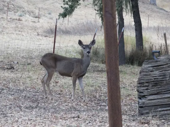 Shady 1.5 mile loop trail that winds gradually up a hill, with good views to the next hill, and awesome spooky oak forest with lichen, Spanish moss (actually lace lichen), and yellow grasses.