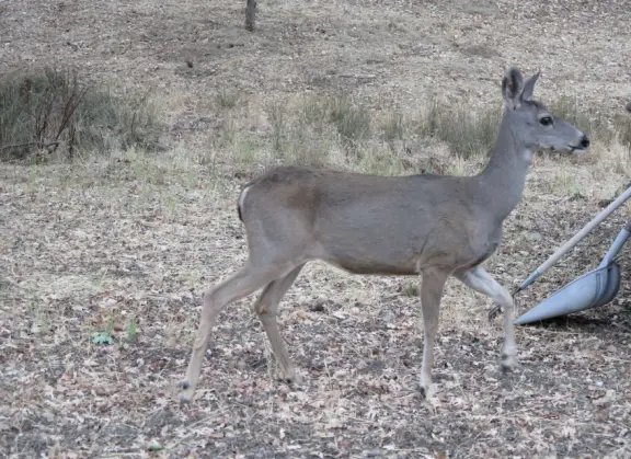 Shady 1.5 mile loop trail that winds gradually up a hill, with good views to the next hill, and awesome spooky oak forest with lichen, Spanish moss (actually lace lichen), and yellow grasses.