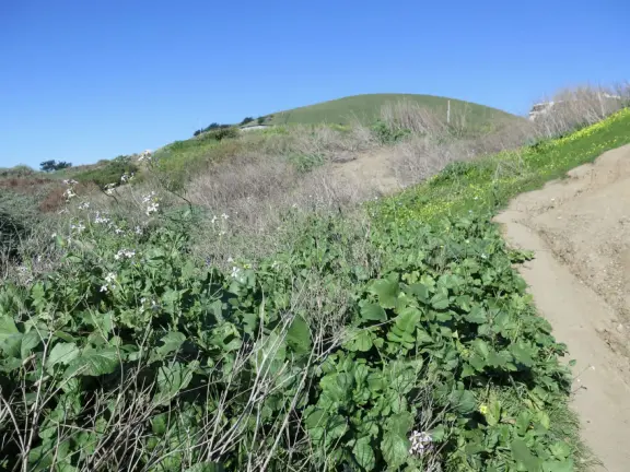 Point of rocky tidepools, with homemade garden on the hill above. Nice for a long beach walk!