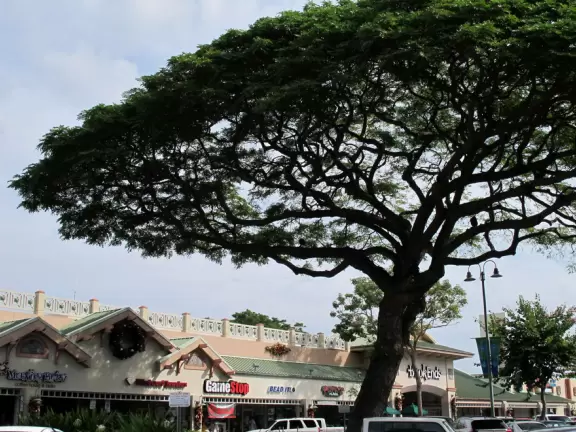 Tree that towers above the cafes.