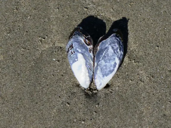 Point of rocky tidepools, with homemade garden on the hill above. Nice for a long beach walk!