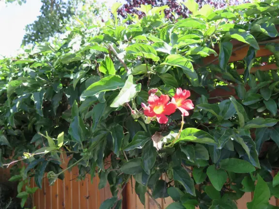 Historic cottages and lush trees of all different shades of green. Come July-October. Check the webcam for weather because it's not nice in thick gloom!