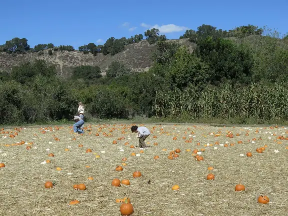 Colorful farm with a fruit/veg store, ice cream, petting zoo, and seasonally: hay rides, hay maze, toddler hay maze, sunflowers, u-pick fruit, and pumpkin patch.
