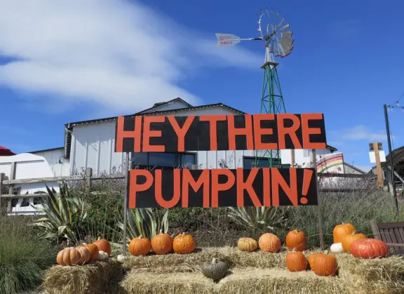 Coffee shop, food court, ice cream and pastry shops, brewery, gift shop and market, outdoor public spaces with fire pit and tables and selfie spots galore, farm with donkeys, goats, and alpaca! Also called San Luis Ranch.