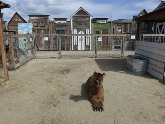 Coffee shop, food court, ice cream and pastry shops, brewery, gift shop and market, outdoor public spaces with fire pit and tables and selfie spots galore, farm with donkeys, goats, and alpaca! Also called San Luis Ranch.