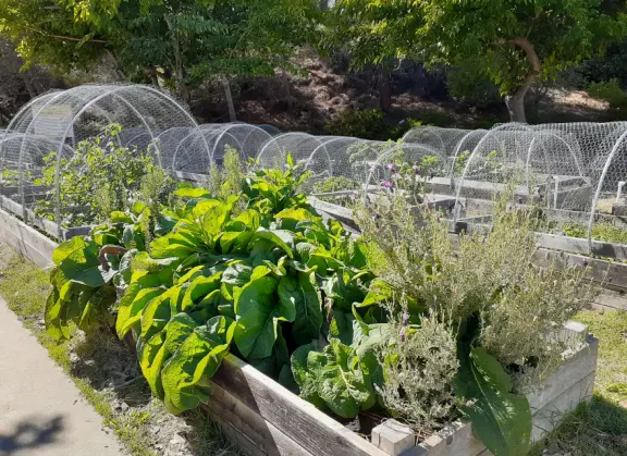 Hilly, sunny campus with tall, impressive trees and green lawns. A hands-on learning university.