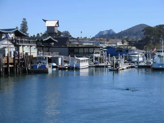 Mother and baby sea otters in a sheltered area near a T-shaped pier. So sweet!