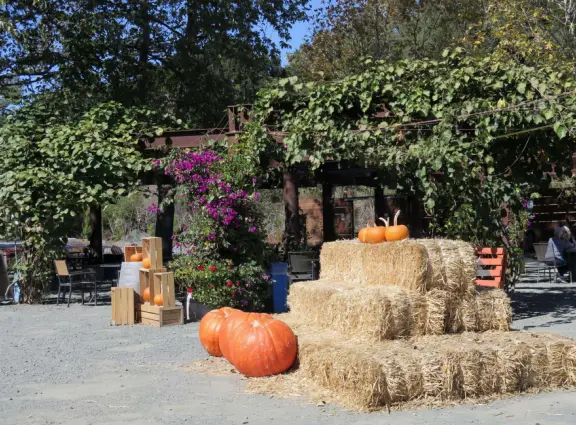 Wide partially shady path that leads through oak forest, past a market, and a Secret Garden with live music, to Avila Beach.