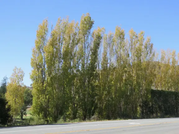 Colorful, pretty main street and boardwalk, with great cafes, lovely ship playground, and mesmerizing yellow cliffs.