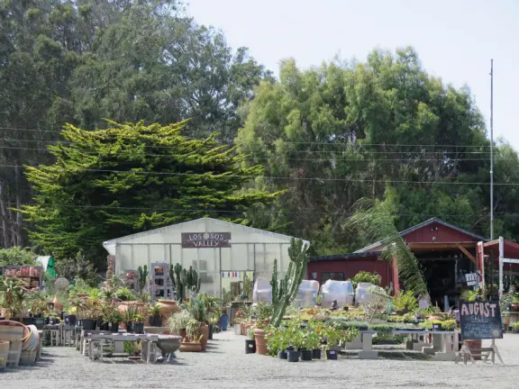 Whimsical nursery with flowers, statues, air plants, houseplants, colorful pots, and beautiful backdrop of trees.